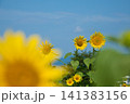 ひまわりの季節 141383156
