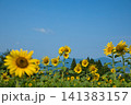 ひまわりの季節 141383157