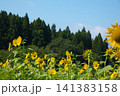 ひまわりの季節 141383158
