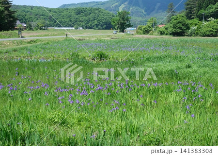 八幡高原のカキツバタ 八幡高原のカキツバタ 141383308