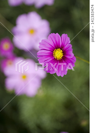 コスモス畑にコスモスの花が咲いています。 コスモス畑にコスモスの花が咲いています。 141383474