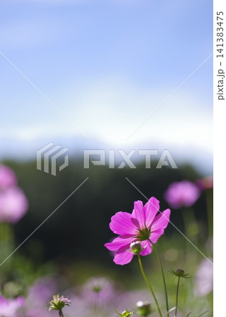 青空の下、コスモス畑にピンク色のコスモスの花が咲いています。 青空の下、コスモス畑にピンク色のコスモスの花が咲いています。 141383475