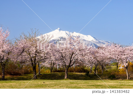青森県北津軽郡鶴田町鶴田早瀬 岩木川鶴寿桜づつみ公園のソメイヨシノ桜並木と残雪の岩木山の景色 青森県北津軽郡鶴田町鶴田早瀬 岩木川鶴寿桜づつみ公園のソメイヨシノ桜並木と残雪の岩木山の景色 141383482