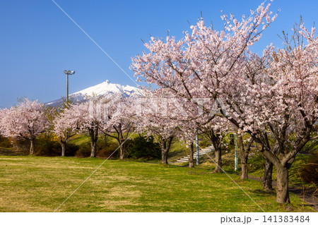青森県北津軽郡鶴田町鶴田早瀬　岩木川鶴寿桜づつみ公園のソメイヨシノ桜並木と残雪の岩木山の景色 141383484