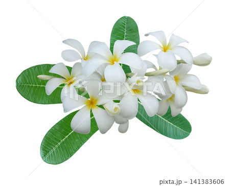 White plumeria frangipani flowers isolated on white background. 141383606