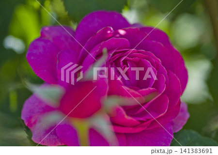 薔薇園に赤紫色のバラの花が咲いています。このバラの名前はフィネスです。 薔薇園に赤紫色のバラの花が咲いています。このバラの名前はフィネスです。 141383691
