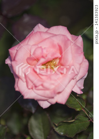 薔薇園にピンクや赤色のバラの花が咲いています。このバラの名前はチェリッシュです。 141383923