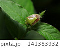 葉の上にチャバネアオカメムシ(日本アウトドアフィールド昆虫生態マクロ撮影) 葉の上にチャバネアオカメムシ(日本アウトドアフィールド昆虫生態マクロ撮影) 141383932