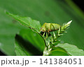 葉の上にチャバネアオカメムシの腹側(日本アウトドアフィールド昆虫生態マクロ撮影) 葉の上にチャバネアオカメムシの腹側(日本アウトドアフィールド昆虫生態マクロ撮影) 141384051