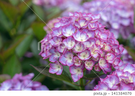 Dew covered purple Hydrangea macrophylla flower head in soft garden light Dew covered purple Hydrangea macrophylla flower head in soft garden light 141384070