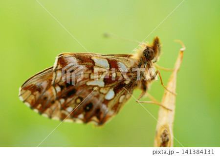 Weaver's fritillary Boloria dia, meadow macro photography diurnal butterfly Nymphalidae insect, violet fritillary pollinator sitting resting peacefully cute perched on a dry twig hindwing upper side Weaver's fritillary Boloria dia, meadow macro photography diurnal butterfly Nymphalidae insect, violet fritillary pollinator sitting resting peacefully cute perched on a dry twig hindwing upper side 141384131