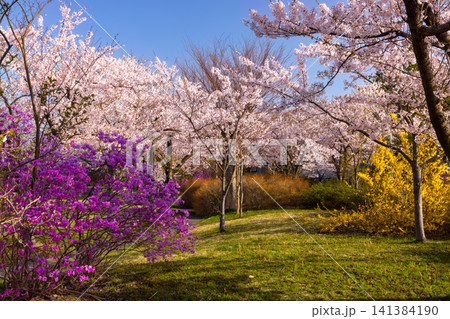 青森県北津軽郡鶴田町鶴田早瀬 岩木川鶴寿桜づつみ公園のソメイヨシノ桜並木とミツバツツジとレンギョウ 青森県北津軽郡鶴田町鶴田早瀬 岩木川鶴寿桜づつみ公園のソメイヨシノ桜並木とミツバツツジとレンギョウ 141384190