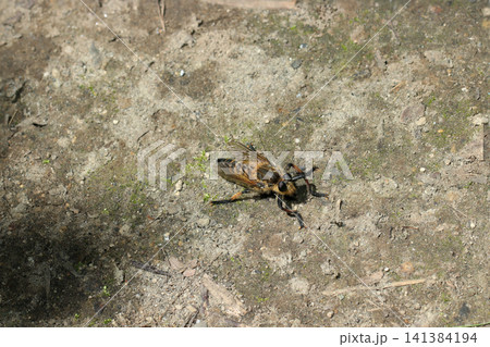 夏の暑い地面に大きなシオヤアブ成虫(日本アウトドアフィールド昆虫生態マクロ撮影) 夏の暑い地面に大きなシオヤアブ成虫(日本アウトドアフィールド昆虫生態マクロ撮影) 141384194