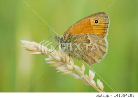 Small heath Coenonympha pamphilus butterfly sitting resting plant meadow peacefully cute perched on dried Arrhenatherum elatius false bulbous oat tall grass onion couch tuber leaf seeds flowering Small heath Coenonympha pamphilus butterfly sitting resting plant meadow peacefully cute perched on dried Arrhenatherum elatius false bulbous oat tall grass onion couch tuber leaf seeds flowering 141384195