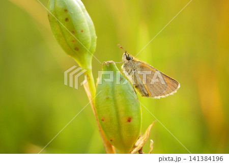 Small skipper Thymelicus sylvestris Hesperiidae butterfly sitting resting peacefully perched on the green seed of Iris sibirica Siberian flag flowering plant grassland meadow forest abundant healthy Small skipper Thymelicus sylvestris Hesperiidae butterfly sitting resting peacefully perched on the green seed of Iris sibirica Siberian flag flowering plant grassland meadow forest abundant healthy 141384196