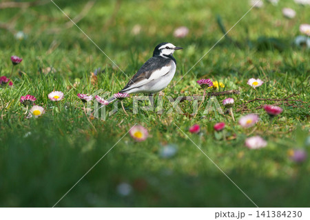 花畑を歩くハクセキレイ 春の野鳥と草花の自然風景 141384230