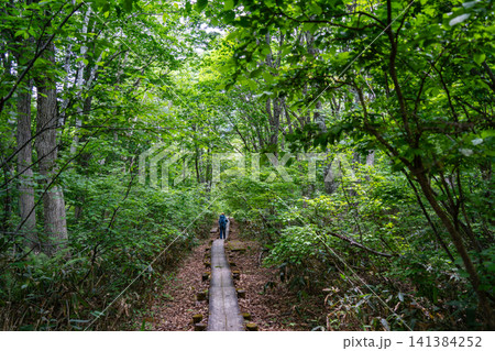 初夏の火打山・新緑の登山道 141384252
