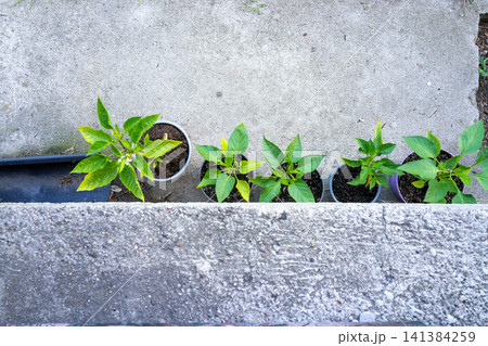 Young green plants growing in small pots along rough concrete wall, seen from above with fresh leaves, urban garden detail, simple natural pattern, outdoor spring growth, top view composition Young green plants growing in small pots along rough concrete wall, seen from above with fresh leaves, urban garden detail, simple natural pattern, outdoor spring growth, top view composition 141384259