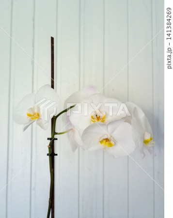 Elegant white orchid blossoms with yellow centers on slender stem against soft pale panel backdrop, minimal floral composition, gentle natural light, serene indoor decor, refined botanical beauty Elegant white orchid blossoms with yellow centers on slender stem against soft pale panel backdrop, minimal floral composition, gentle natural light, serene indoor decor, refined botanical beauty 141384269