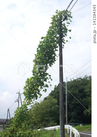 電柱・地支線を這い上がる葛・蔦 電柱・地支線を這い上がる葛・蔦 141384343