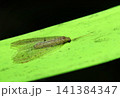 横から蛍光緑色のテープにヤマトヒロバカゲロウの成虫(日本アウトドアフィールド昆虫生態マクロ撮影) 横から蛍光緑色のテープにヤマトヒロバカゲロウの成虫(日本アウトドアフィールド昆虫生態マクロ撮影) 141384347