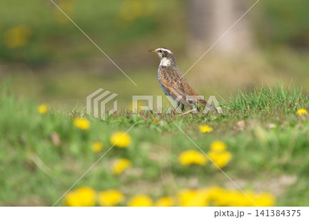 タンポポが咲く草原にたたずむツグミ 春の野鳥と自然風景 タンポポが咲く草原にたたずむツグミ 春の野鳥と自然風景 141384375