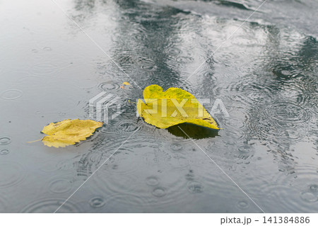 Yellow autumn leaves floating on a water surface with rain ripples. Fall weather background for season, reflection and nature concepts 141384886