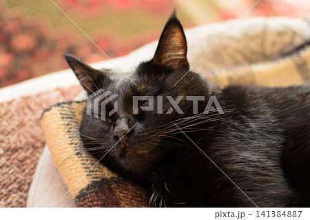 Black cat resting on a blanket indoors. Domestic pet portrait concept for home comfort, animal care and companionship Black cat resting on a blanket indoors. Domestic pet portrait concept for home comfort, animal care and companionship 141384887