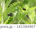 食事や交尾活動をする多数のマメコガネが集まる草地(日本自然昆虫生態ストロボマクロ撮影) 食事や交尾活動をする多数のマメコガネが集まる草地(日本自然昆虫生態ストロボマクロ撮影) 141384907
