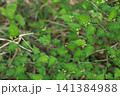 高尾山　小仏城山　一丁平 141384988