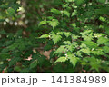 高尾山　小仏城山　一丁平 141384989