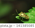 黄色いハート模様が特徴のエサキモンキツノカメムシ成虫(日本自然昆虫生態ストロボマクロ撮影) 黄色いハート模様が特徴のエサキモンキツノカメムシ成虫(日本自然昆虫生態ストロボマクロ撮影) 141385085