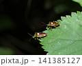 雄雌のエサキモンキツノカメムシ成虫が生殖のために接近する様子(日本自然昆虫生態ストロボマクロ撮影) 雄雌のエサキモンキツノカメムシ成虫が生殖のために接近する様子(日本自然昆虫生態ストロボマクロ撮影) 141385127