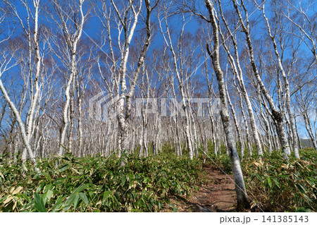 北海道室蘭岳の登山道に広がるシラカバ林 春の新緑登山風景 北海道室蘭岳の登山道に広がるシラカバ林 春の新緑登山風景 141385143