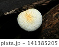 白地にオレンジ色の鱗片の若いダイダイガサ茸カサアップ(日本自然菌・キノコマクロ撮影) 白地にオレンジ色の鱗片の若いダイダイガサ茸カサアップ(日本自然菌・キノコマクロ撮影) 141385205