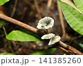 林床の朽ちた小枝に灰白色のアシグロホウライタケ茸たち(日本自然菌・キノコ生態マクロ撮影) 林床の朽ちた小枝に灰白色のアシグロホウライタケ茸たち(日本自然菌・キノコ生態マクロ撮影) 141385260