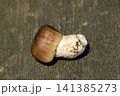 横から観察した未成熟のウラベニガサ属茸幼菌アップ(日本アウトドアフィールド菌・キノコ生態マクロ撮影) 横から観察した未成熟のウラベニガサ属茸幼菌アップ(日本アウトドアフィールド菌・キノコ生態マクロ撮影) 141385273