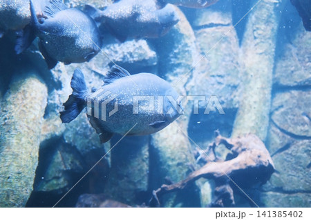 Silvery piranha fish swim in a clear freshwater habitat. Silvery piranha fish swim in a clear freshwater habitat. 141385402