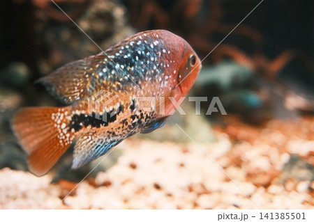 A colorful cichlid fish displays its red, orange, and spotted body while swimming 141385501