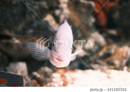 A light pink fish looks straight ahead in an aquarium. A light pink fish looks straight ahead in an aquarium. 141385502