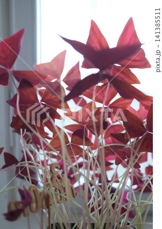 Tall, purple Oxalis leaves glow in bright window light 141385511