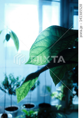 A vibrant green plant leaf receives strong morning light from a window. A vibrant green plant leaf receives strong morning light from a window. 141385520
