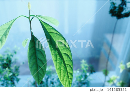 Vibrant avocado sprout, new bud, green leaves, reaching indoor light, blue blur Vibrant avocado sprout, new bud, green leaves, reaching indoor light, blue blur 141385521