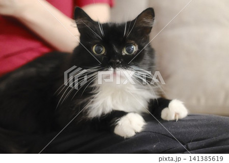 Black and white cat resting on a person's lap Black and white cat resting on a person's lap 141385619
