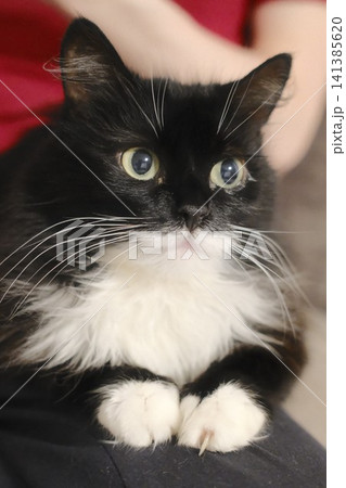Furry black and white cat stares with big green eyes 141385620