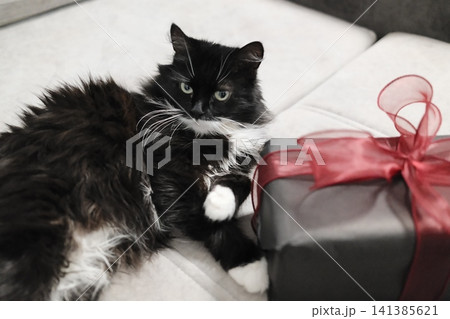 Tuxedo cat resting on a white sofa next to a red ribbon gift Tuxedo cat resting on a white sofa next to a red ribbon gift 141385621