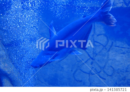 Large blue fish glides through vivid blue water, with bubbles 141385721