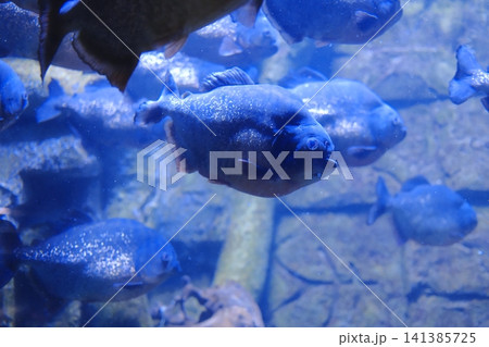 A group of piranhas swims through clear blue water inside a large freshwater aquarium exhibit A group of piranhas swims through clear blue water inside a large freshwater aquarium exhibit 141385725