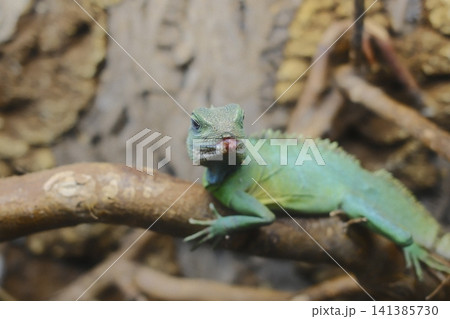 Green lizard, red chin, stares from branch in warm enclosure by day Green lizard, red chin, stares from branch in warm enclosure by day 141385730