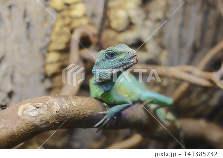 Green Chinese Water Dragon perches on a rustic brown branch Green Chinese Water Dragon perches on a rustic brown branch 141385732